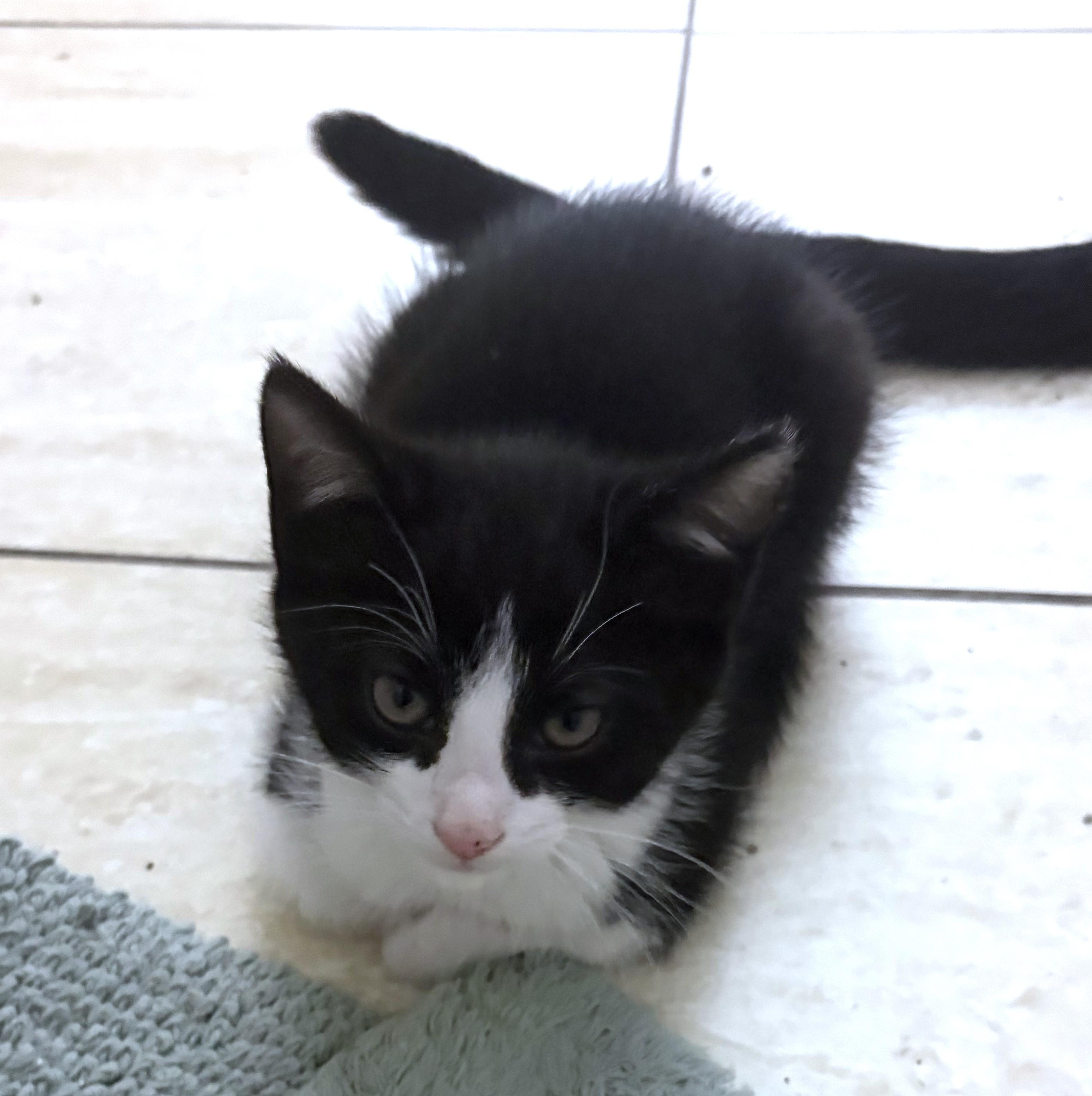 Loui (A141552), an adopted Tuxedo in Burbank, CA image 4/4