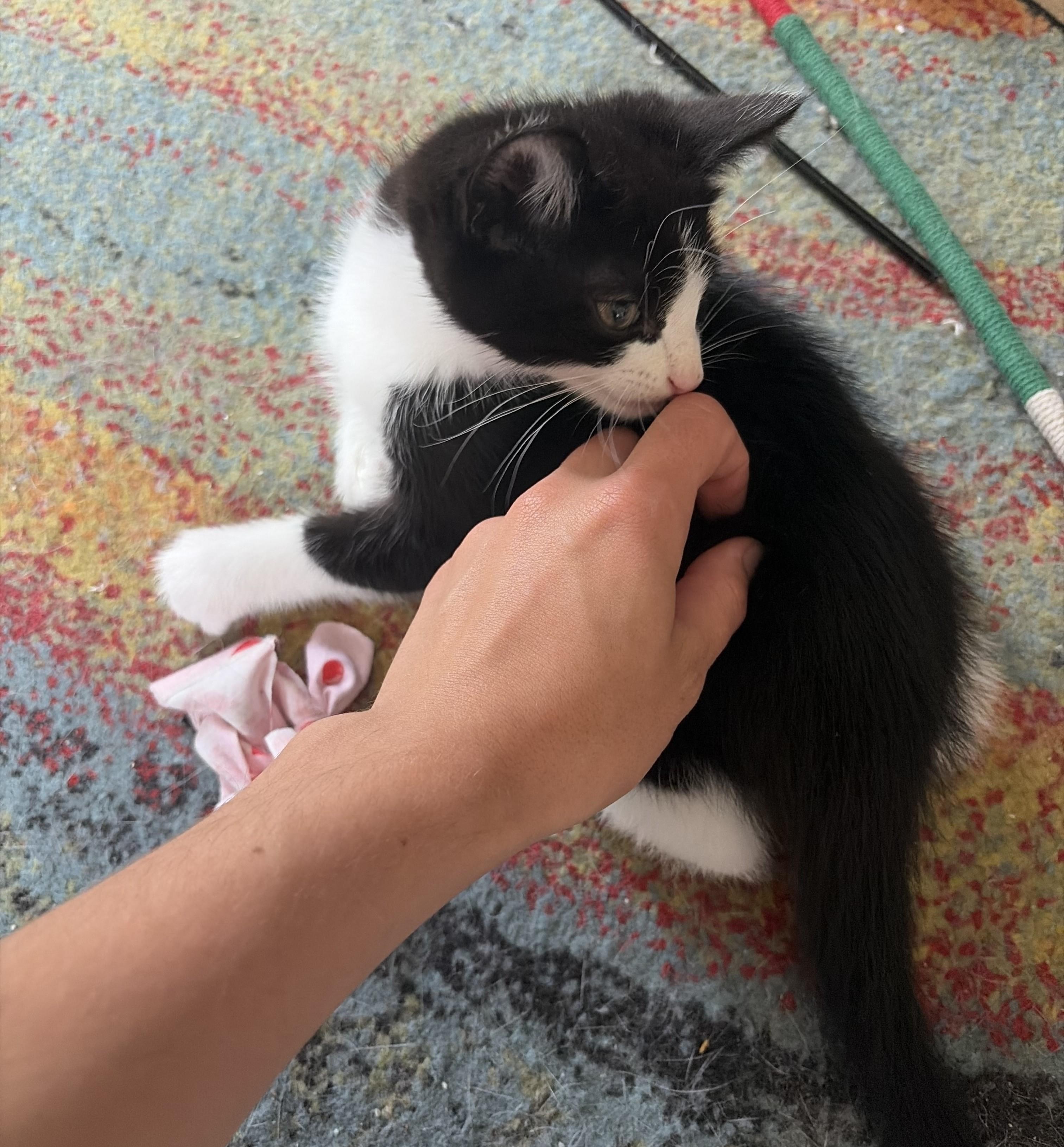 Loui (A141552), an adopted Tuxedo in Burbank, CA image 3/4