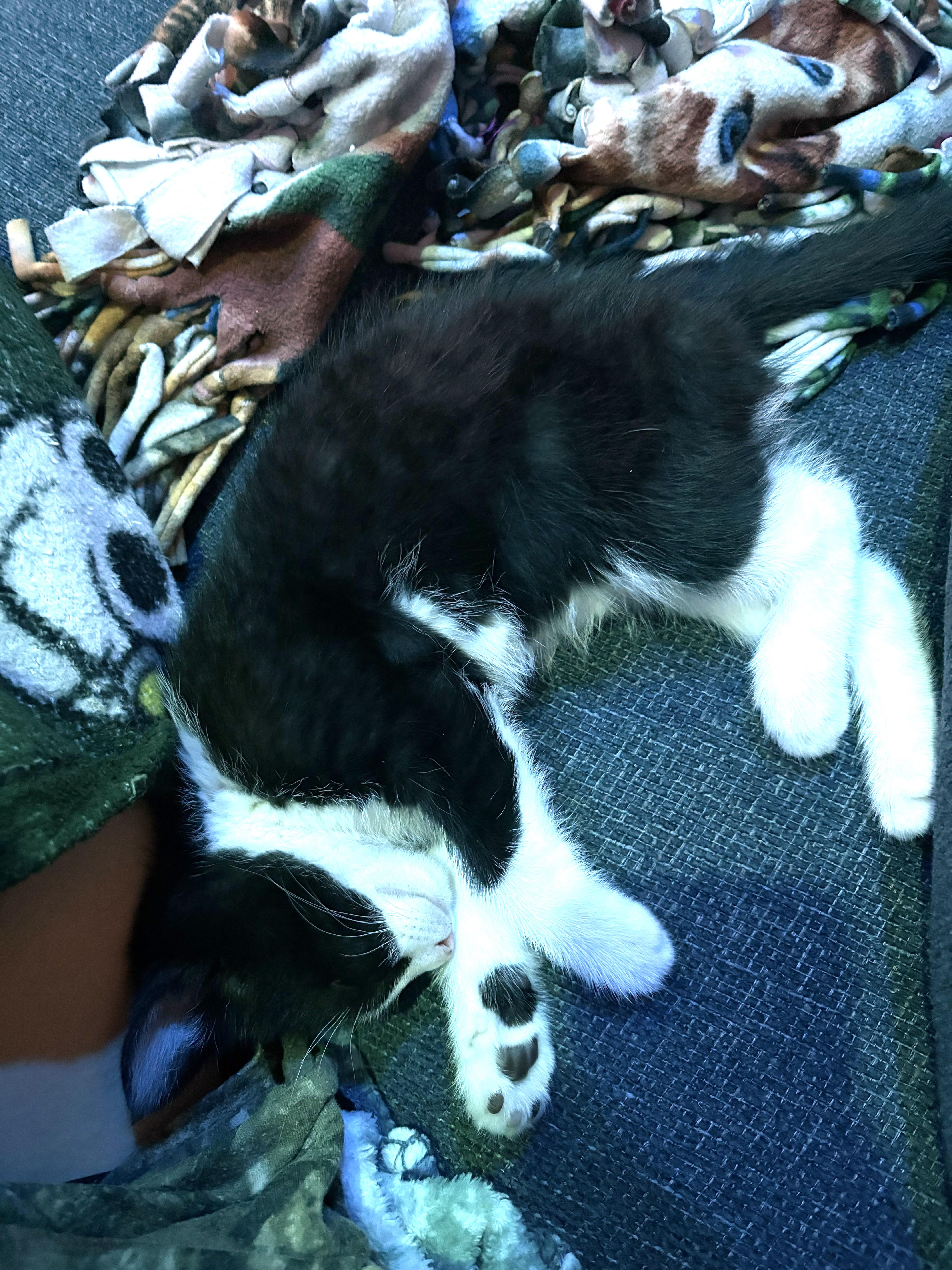 Loui (A141552), an adopted Tuxedo in Burbank, CA image 2/4