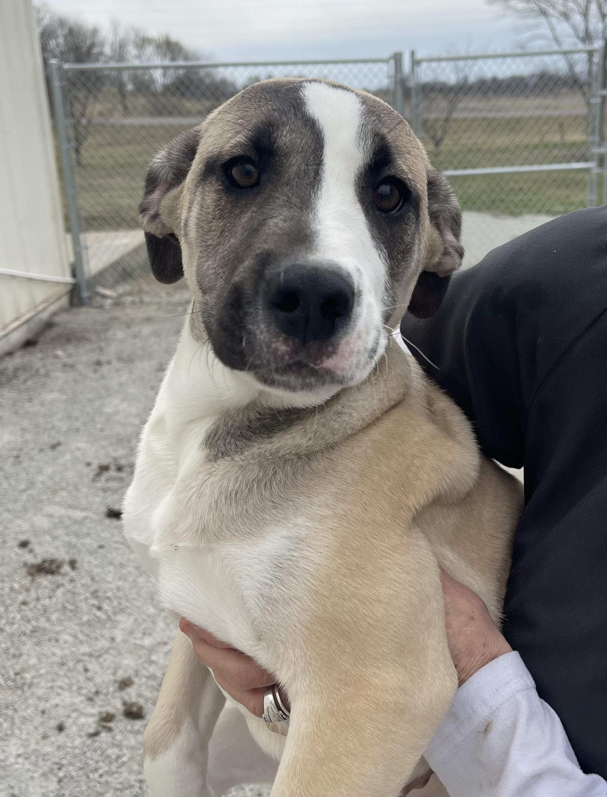 Enlarge Dove, an adoptable mixed breed in Trenton, MO image 1/1