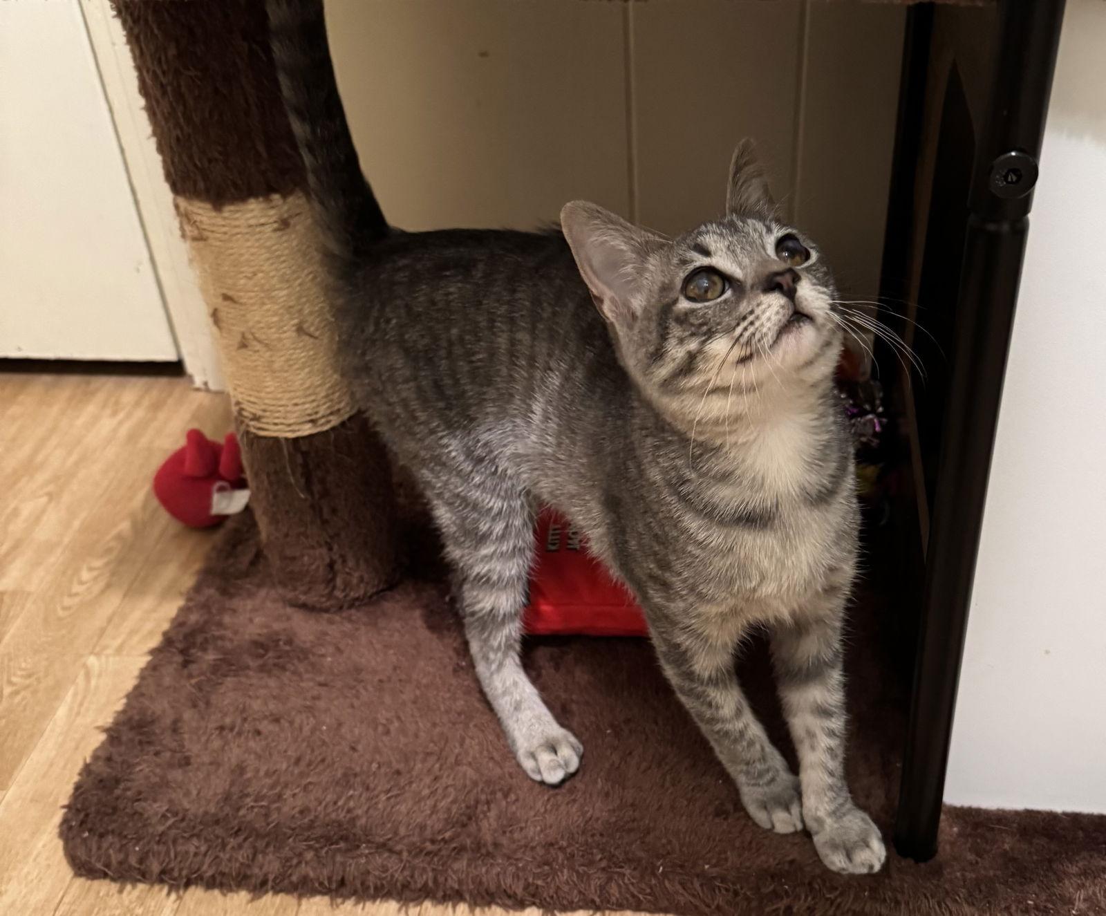 Sia, Adoptable, Young Female Tabby & Domestic Short Hair.