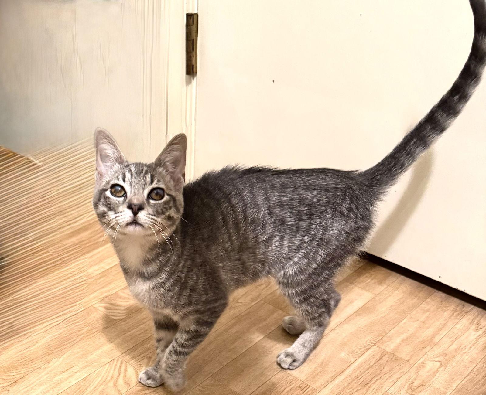 Enlarge Sia, a Adoptable mixed breed in Hammond, LA image 3/3