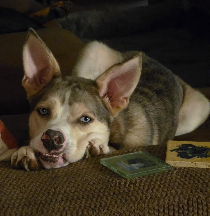 Enlarge DERP DERP - COURTESY POSTING, a Adoptable Husky in Charlotte, NC image 2/3