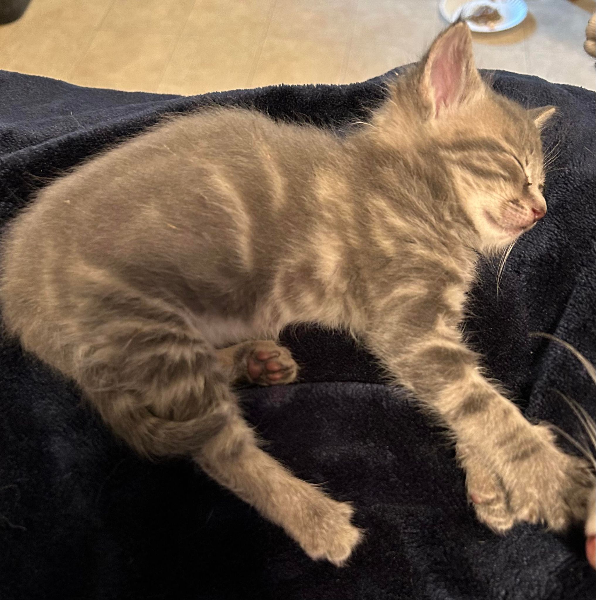 Westfield Homeless Cat Project - t1dx795
