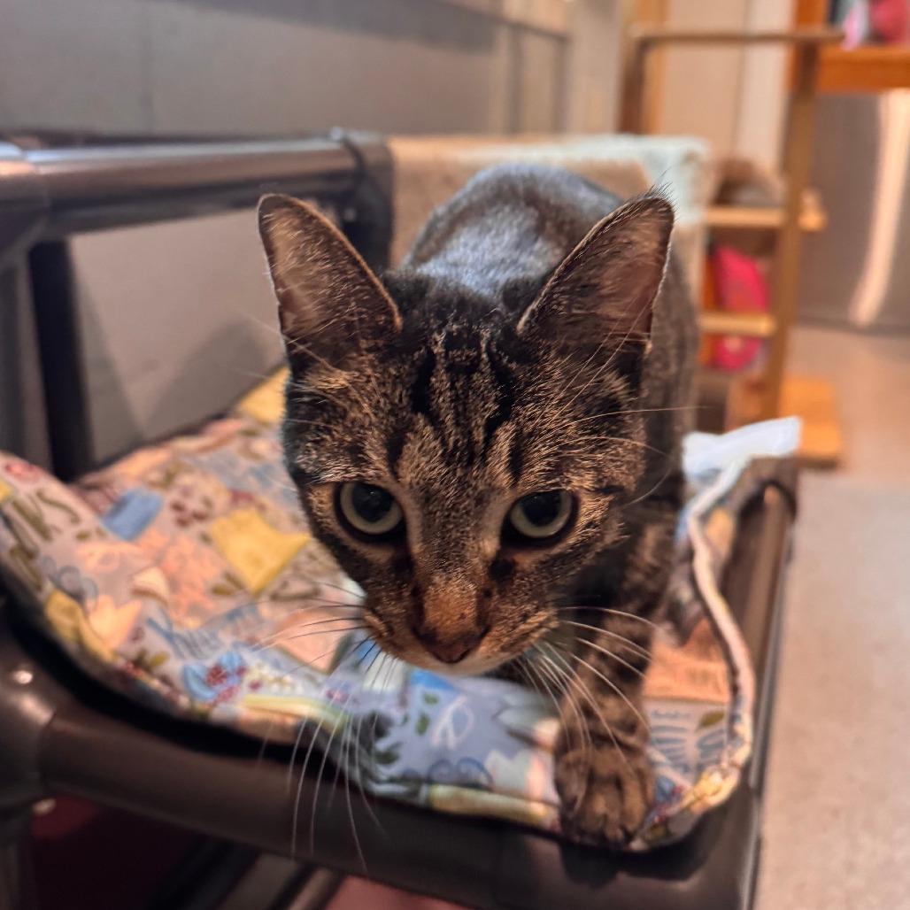 Enlarge Breezy, a Adoptable Domestic Short Hair in South Haven, MI image 1/6