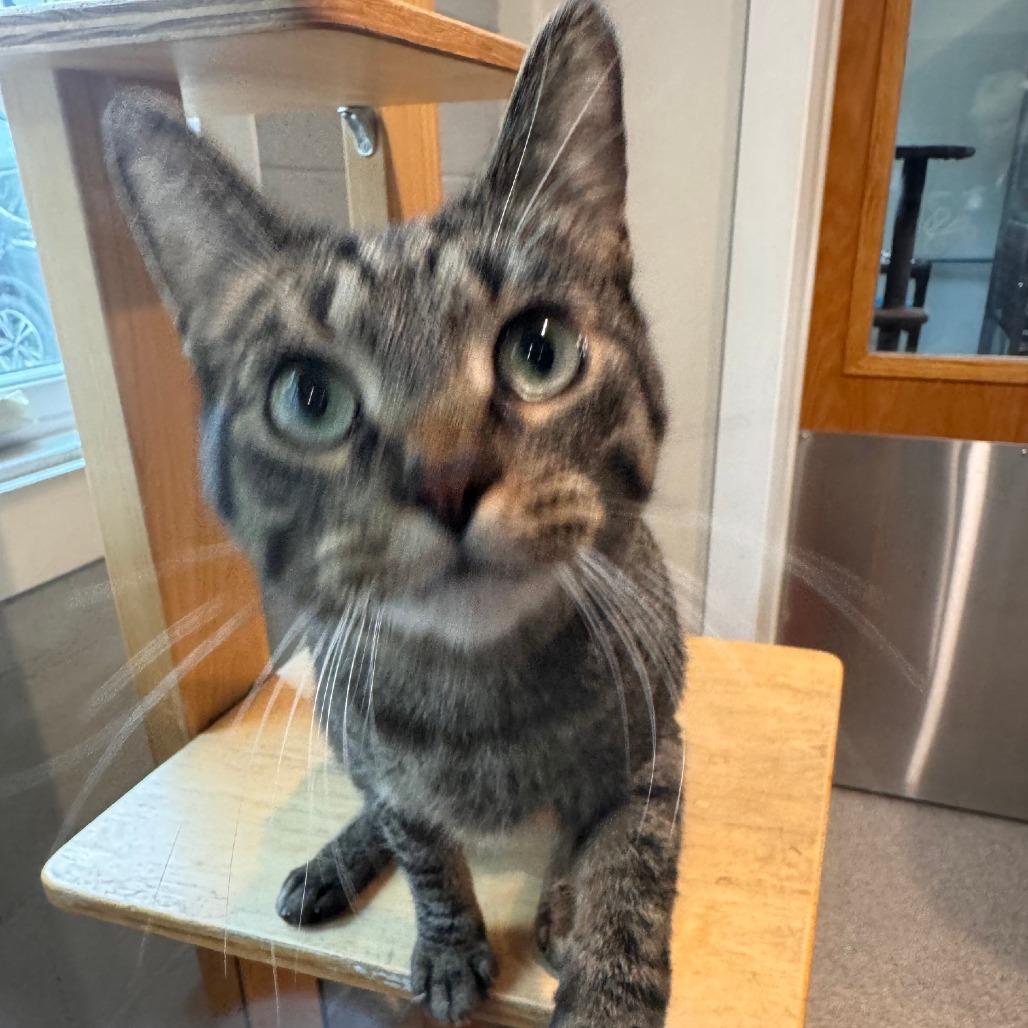 Enlarge Breezy, a Adoptable Domestic Short Hair in South Haven, MI image 2/6