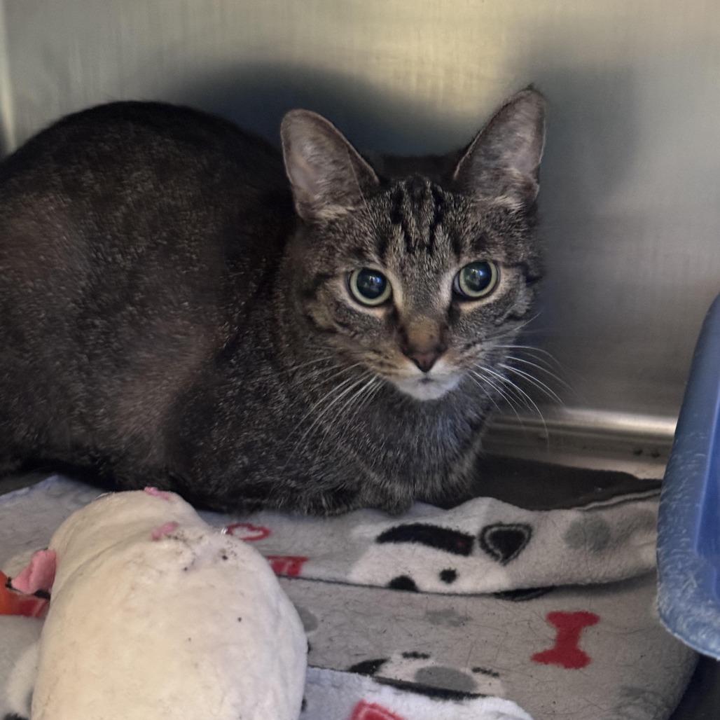 Enlarge Breezy, a Adoptable Domestic Short Hair in South Haven, MI image 4/6