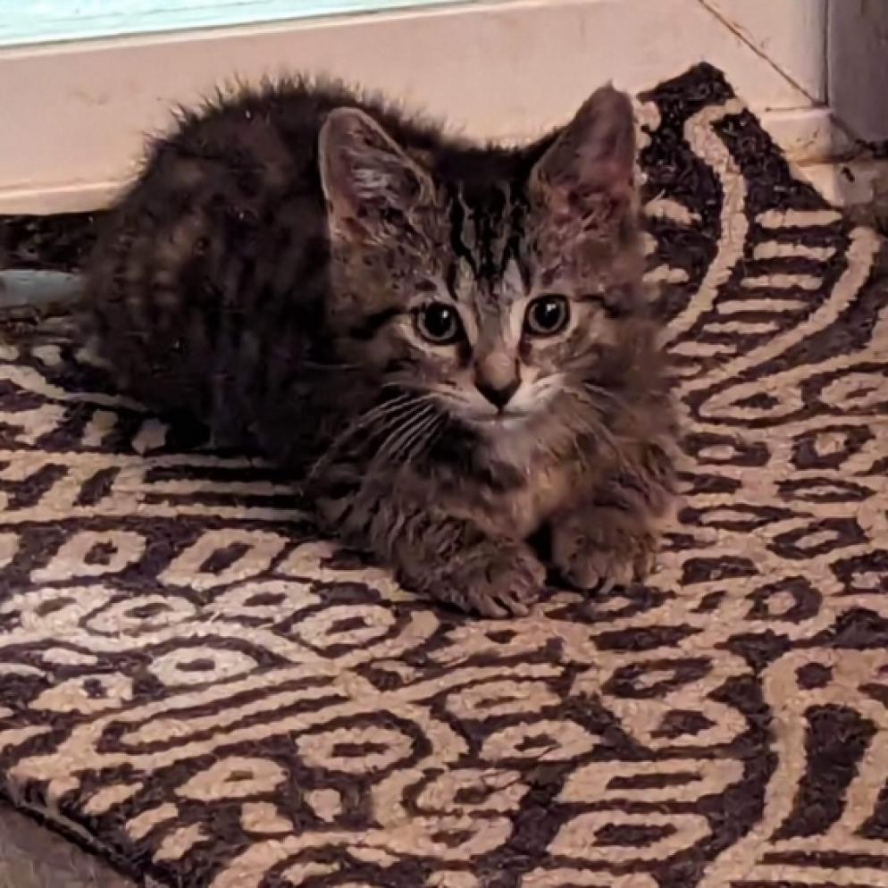 Enlarge Breezy, a Adoptable Domestic Short Hair in South Haven, MI image 5/6