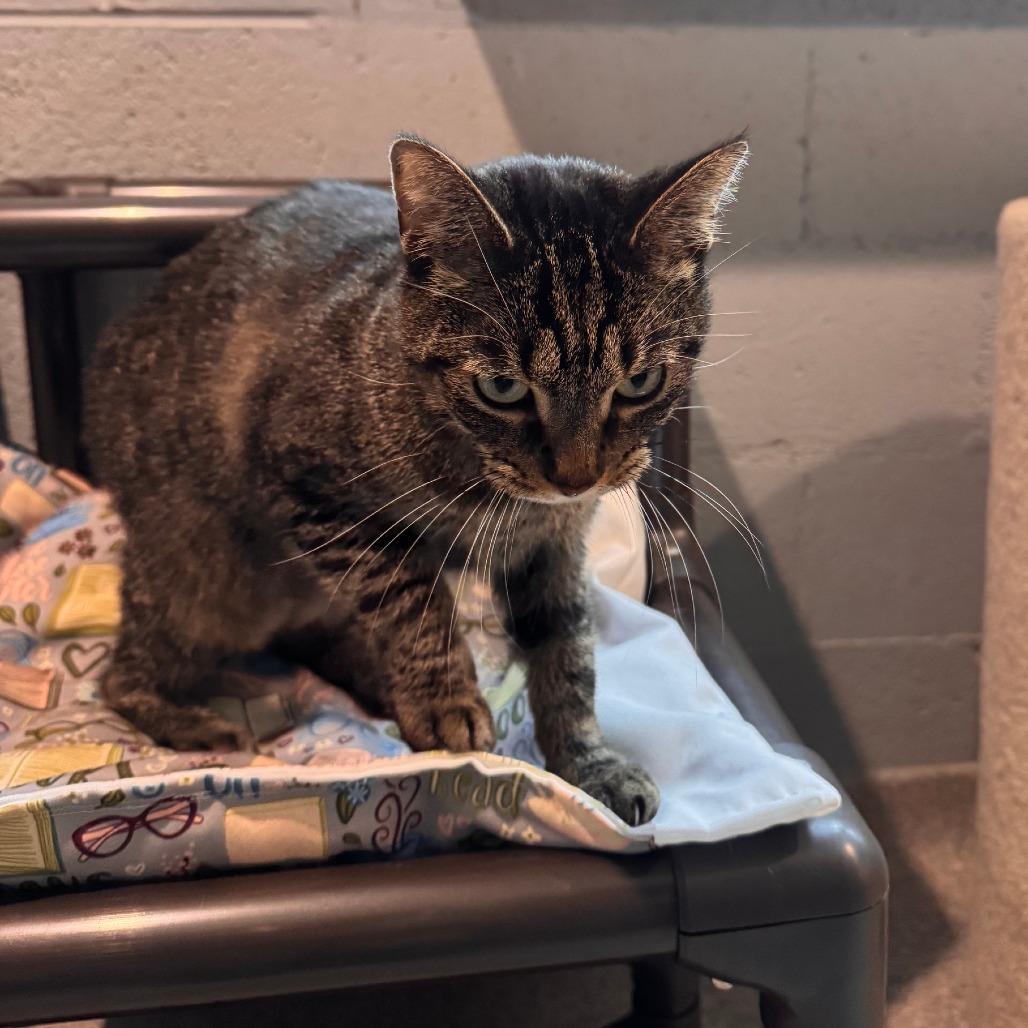 Enlarge Breezy, a Adoptable Domestic Short Hair in South Haven, MI image 6/6