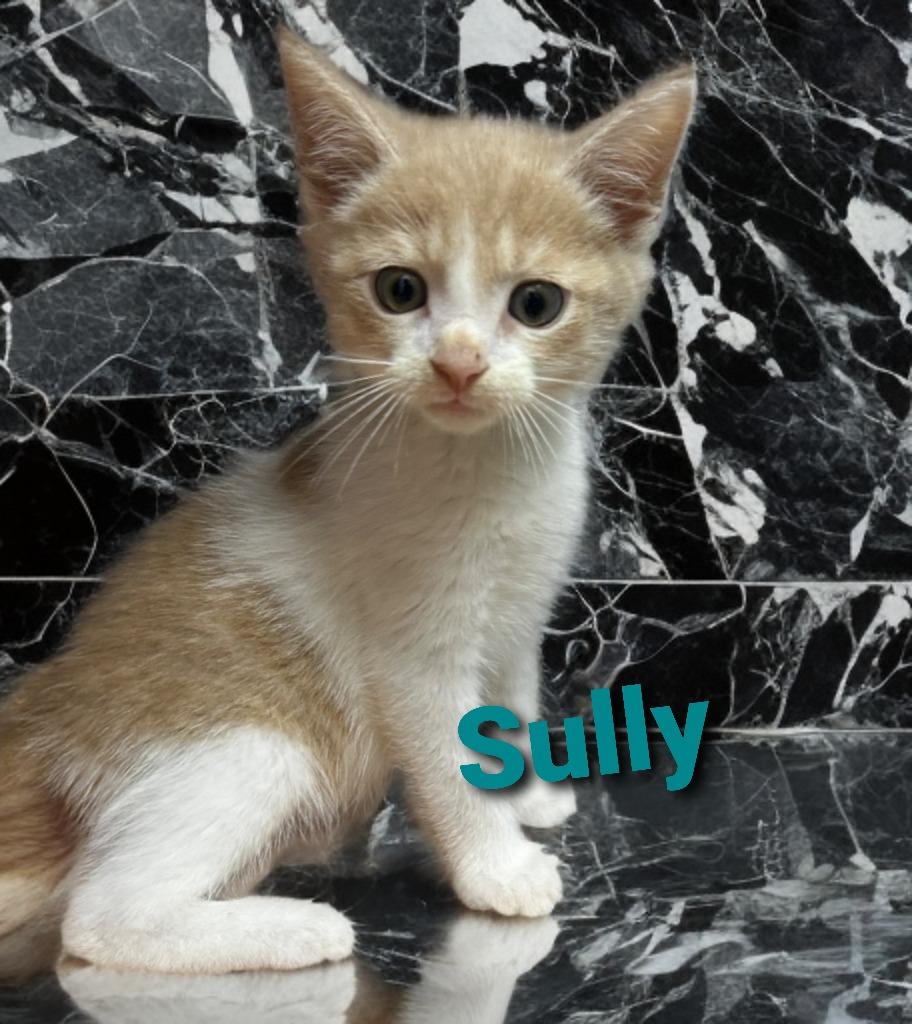 Sully, Adoptable, Young Male Domestic Short Hair.