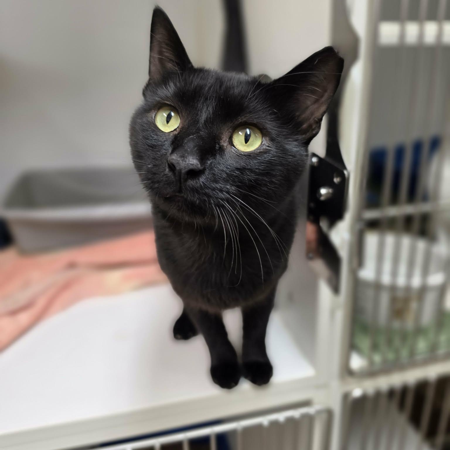 Enlarge Jakey, a Adoptable Domestic Short Hair in Grants Pass, OR image 1/3