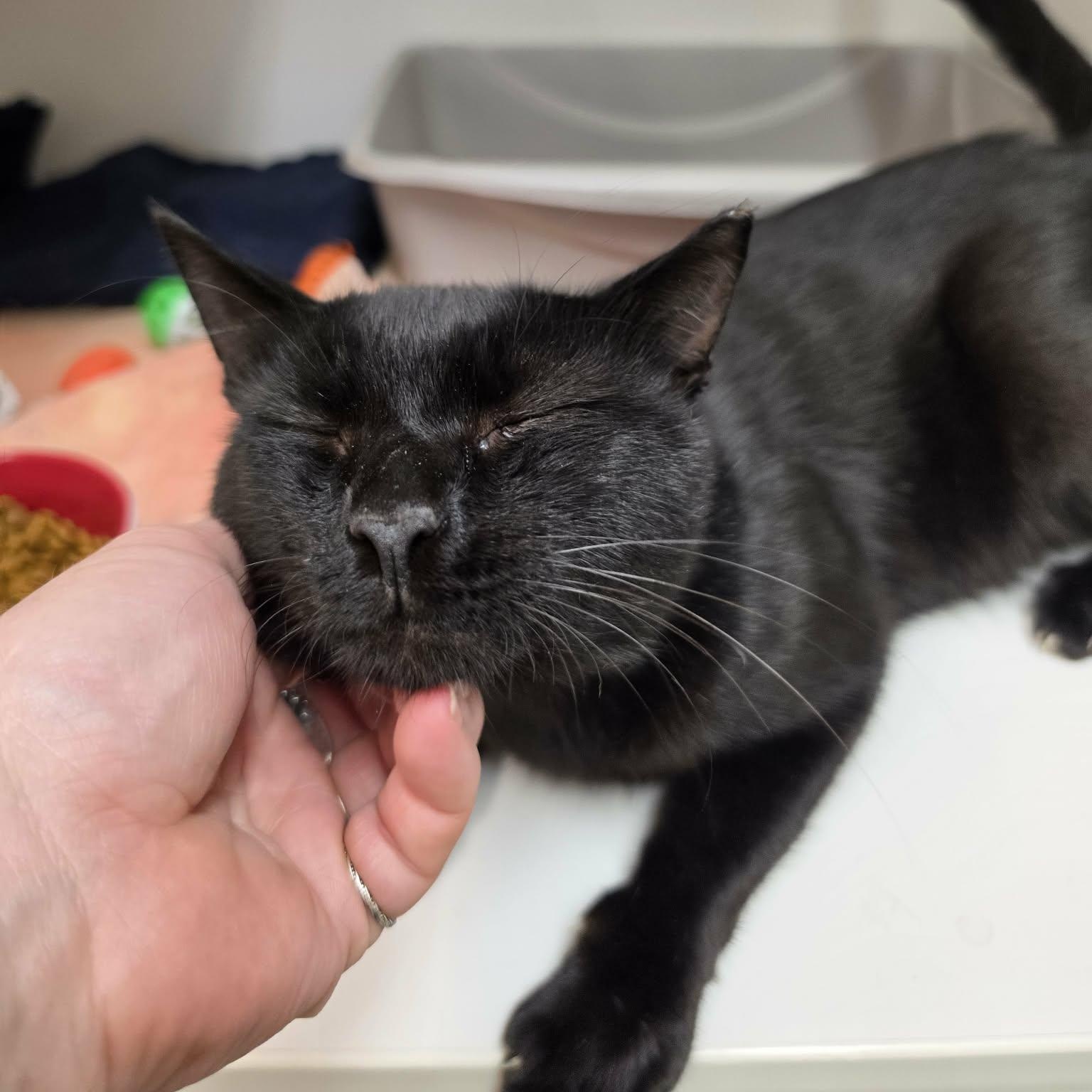 Enlarge Jakey, a Adoptable Domestic Short Hair in Grants Pass, OR image 3/3