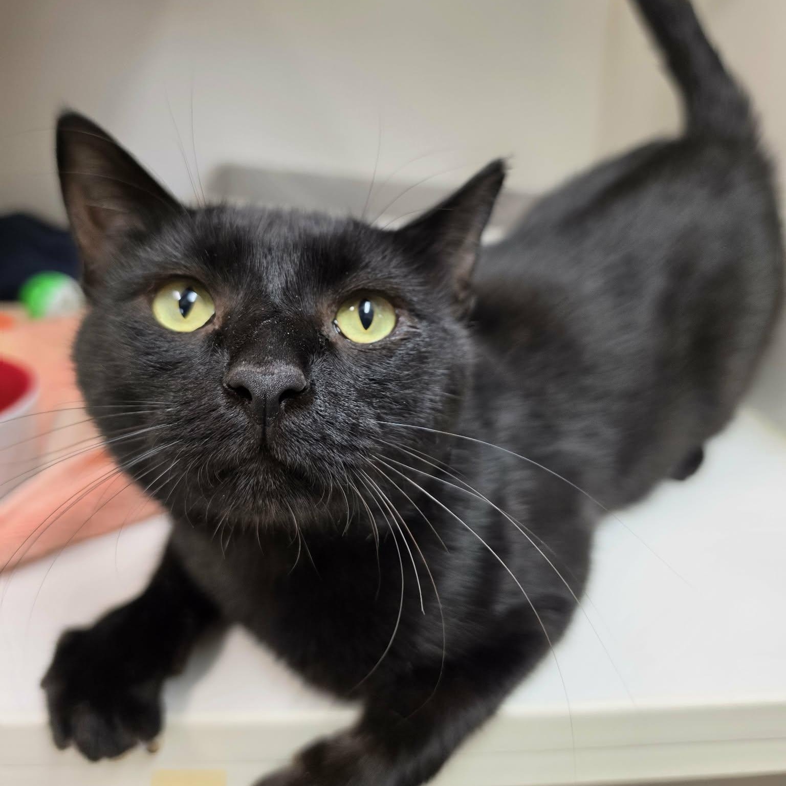 Enlarge Jakey, a Adoptable Domestic Short Hair in Grants Pass, OR image 2/3