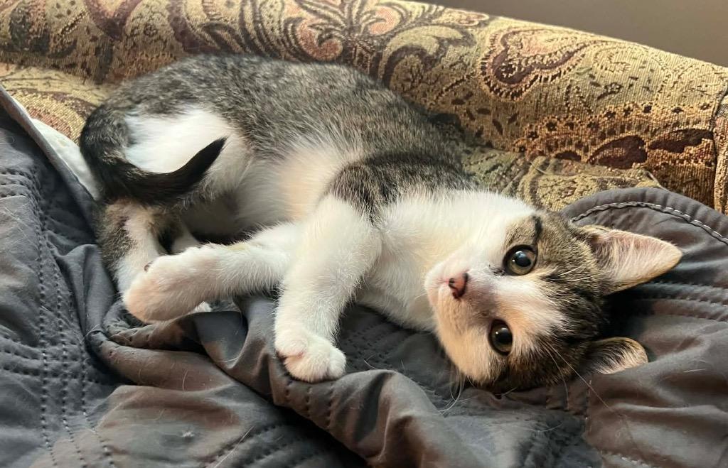 Bishop, Adoptable, Kitten Male Domestic Short Hair.