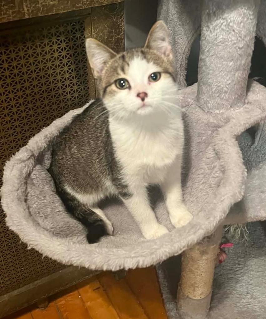 Enlarge Bishop, a Adoptable mixed breed in Fond Du Lac, WI image 2/4