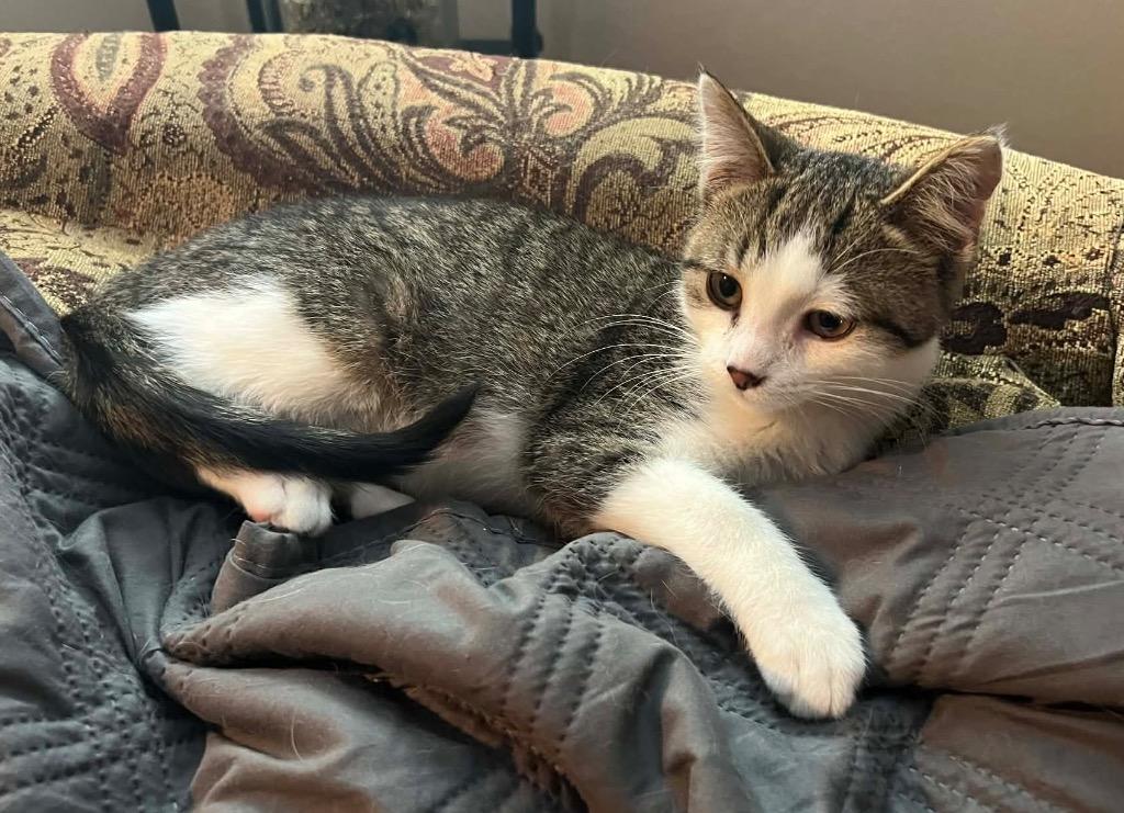 Enlarge Bishop, a Adoptable mixed breed in Fond Du Lac, WI image 3/4