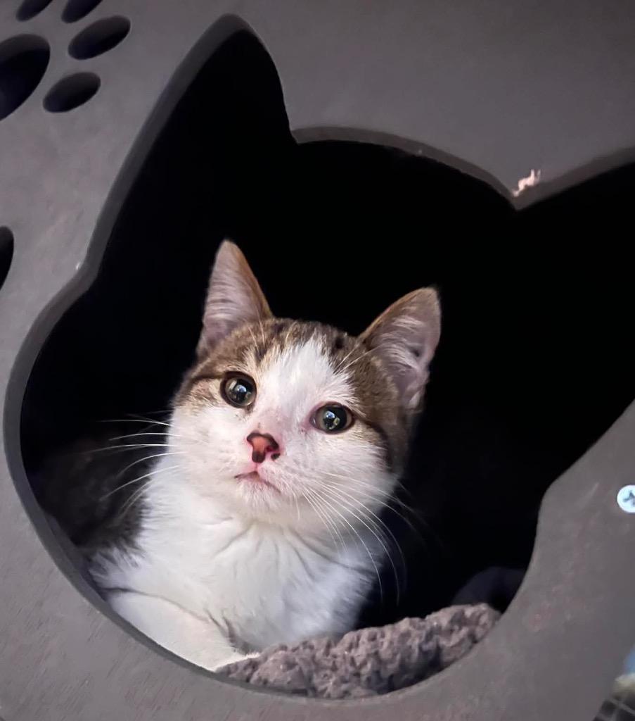 Enlarge Bishop, a Adoptable mixed breed in Fond Du Lac, WI image 4/4