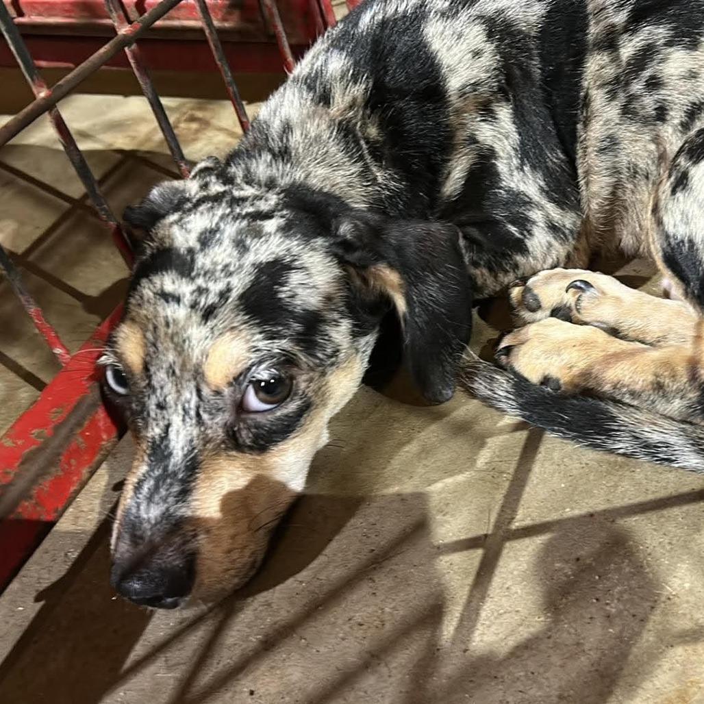 Oliver, Adoptable, Young Male Terrier.