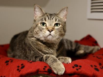 Tula, a Adoptable Domestic Short Hair in Hastings, MN image 1/2