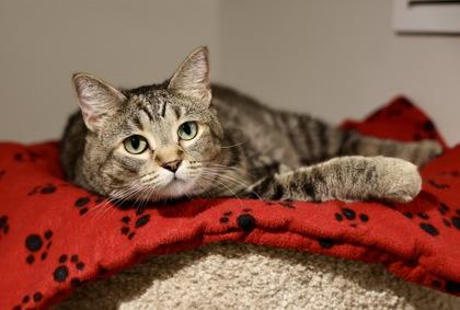 Tula, Adoptable, Adult Female Domestic Short Hair & Domestic Short Hair.