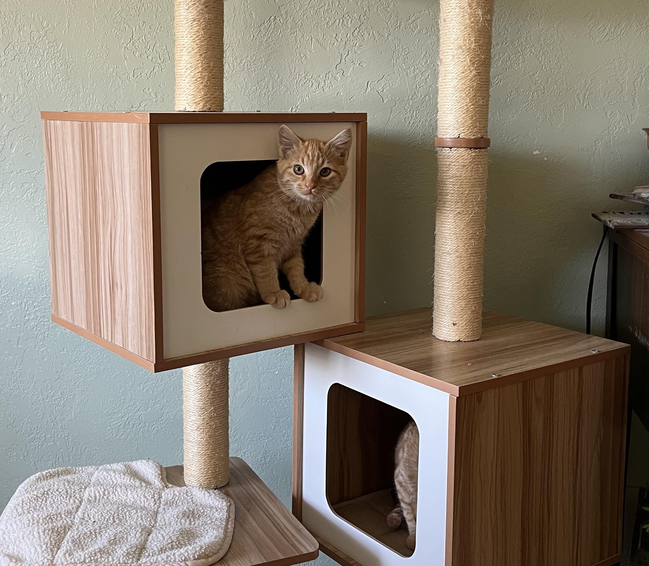 Enlarge Scooter, an adopted Domestic Short Hair in Butte, MT image 4/4