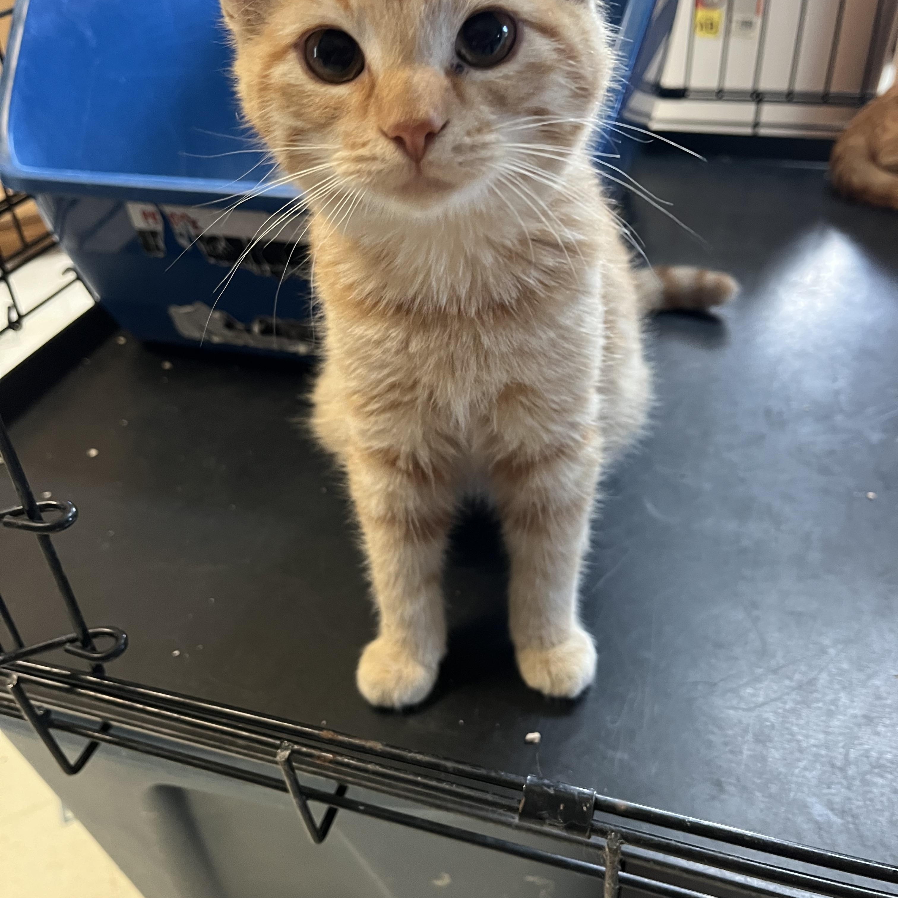 Scooter, adopted, Young Male Domestic Short Hair.