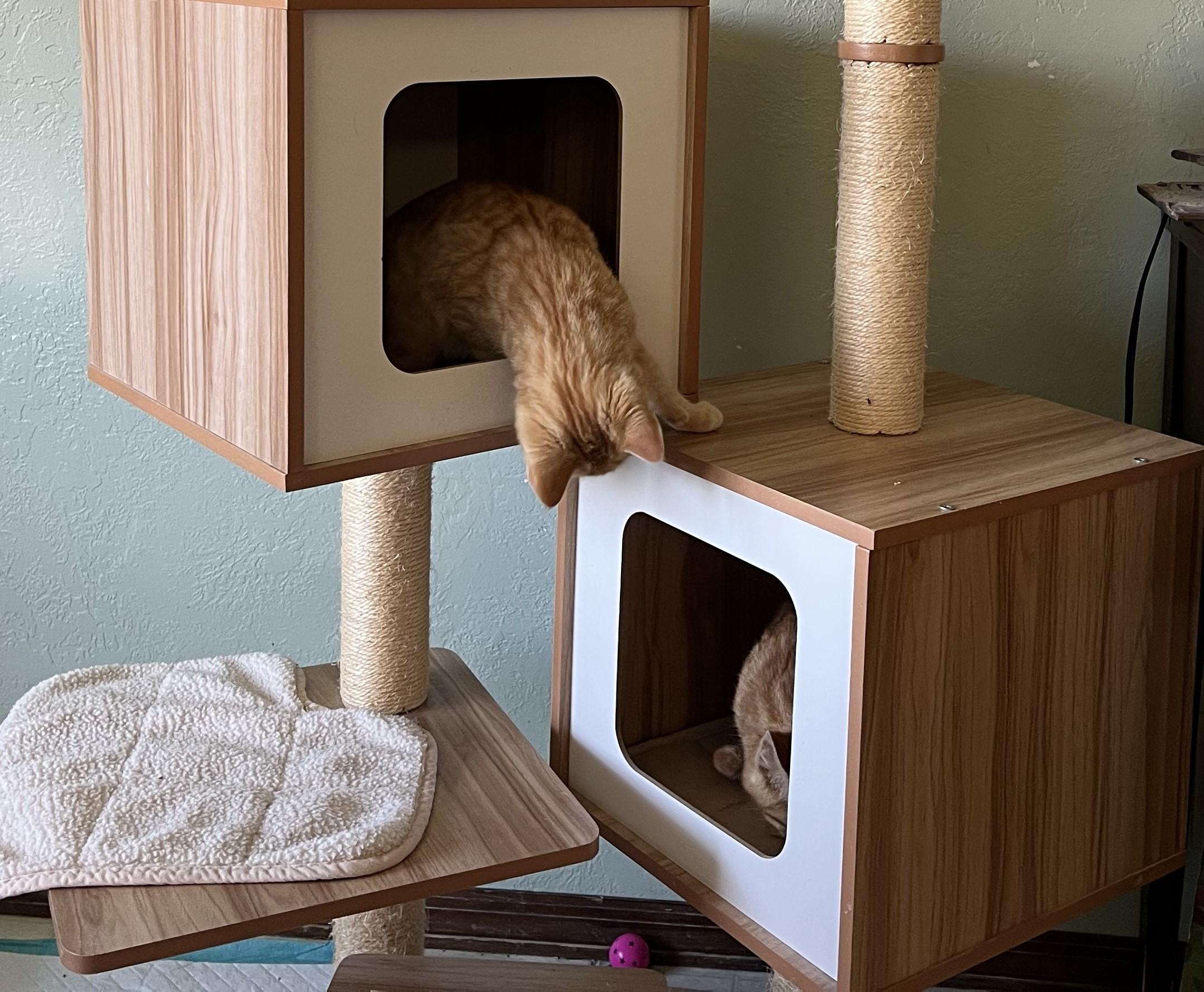 Enlarge Scooter, an adopted Domestic Short Hair in Butte, MT image 2/4