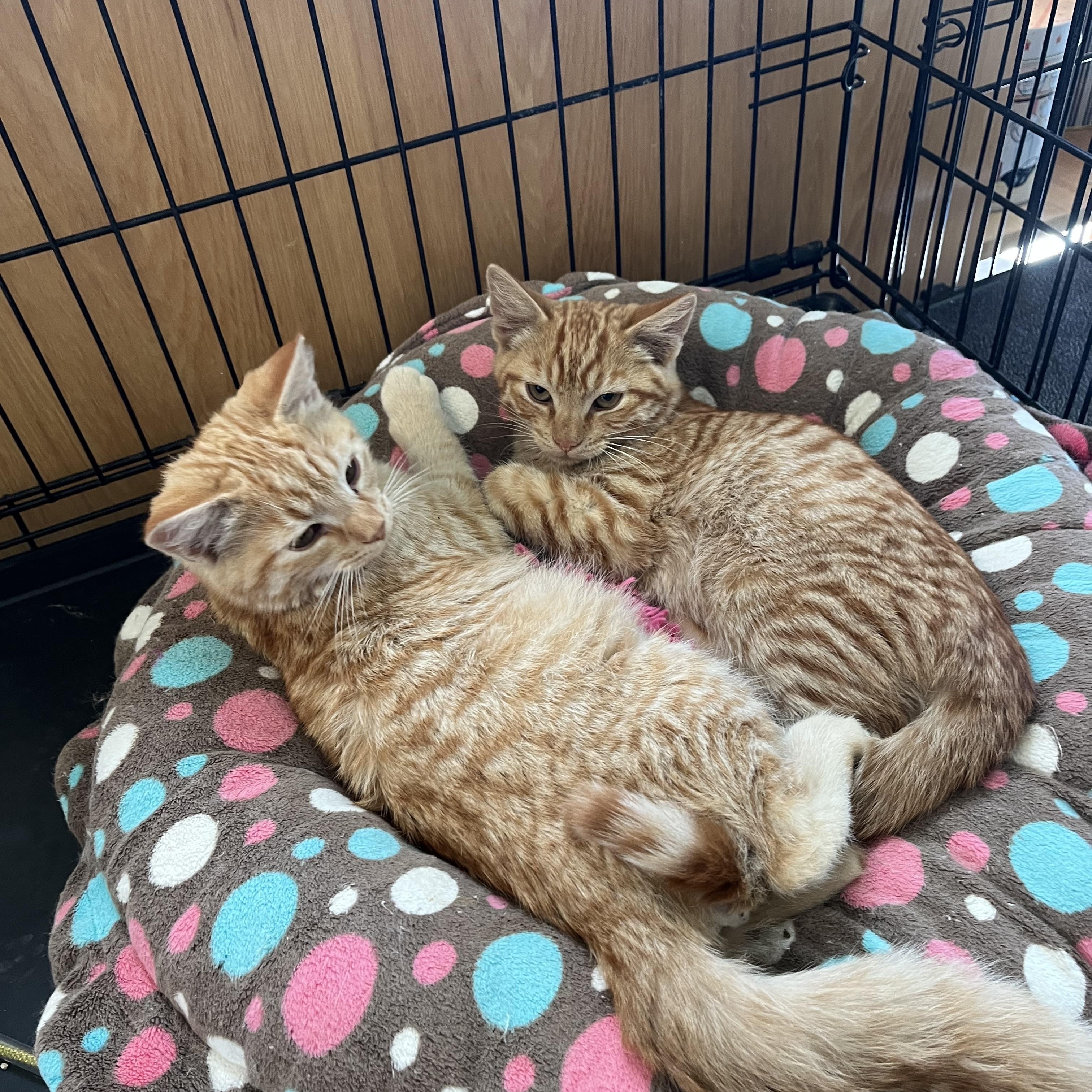 Enlarge Scooter, an adopted Domestic Short Hair in Butte, MT image 3/4