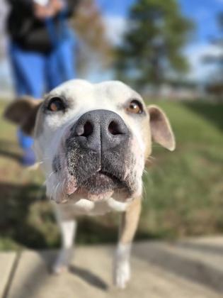 Jelly Bean, Adoptable, Young Female Pit Bull Terrier & Mixed Breed.