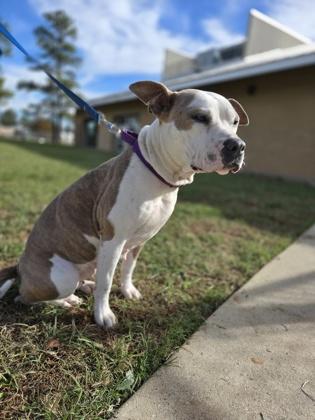 Enlarge Jelly Bean, a Adoptable mixed breed in Longview, TX image 2/3