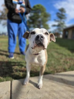 Enlarge Jelly Bean, a Adoptable mixed breed in Longview, TX image 3/3