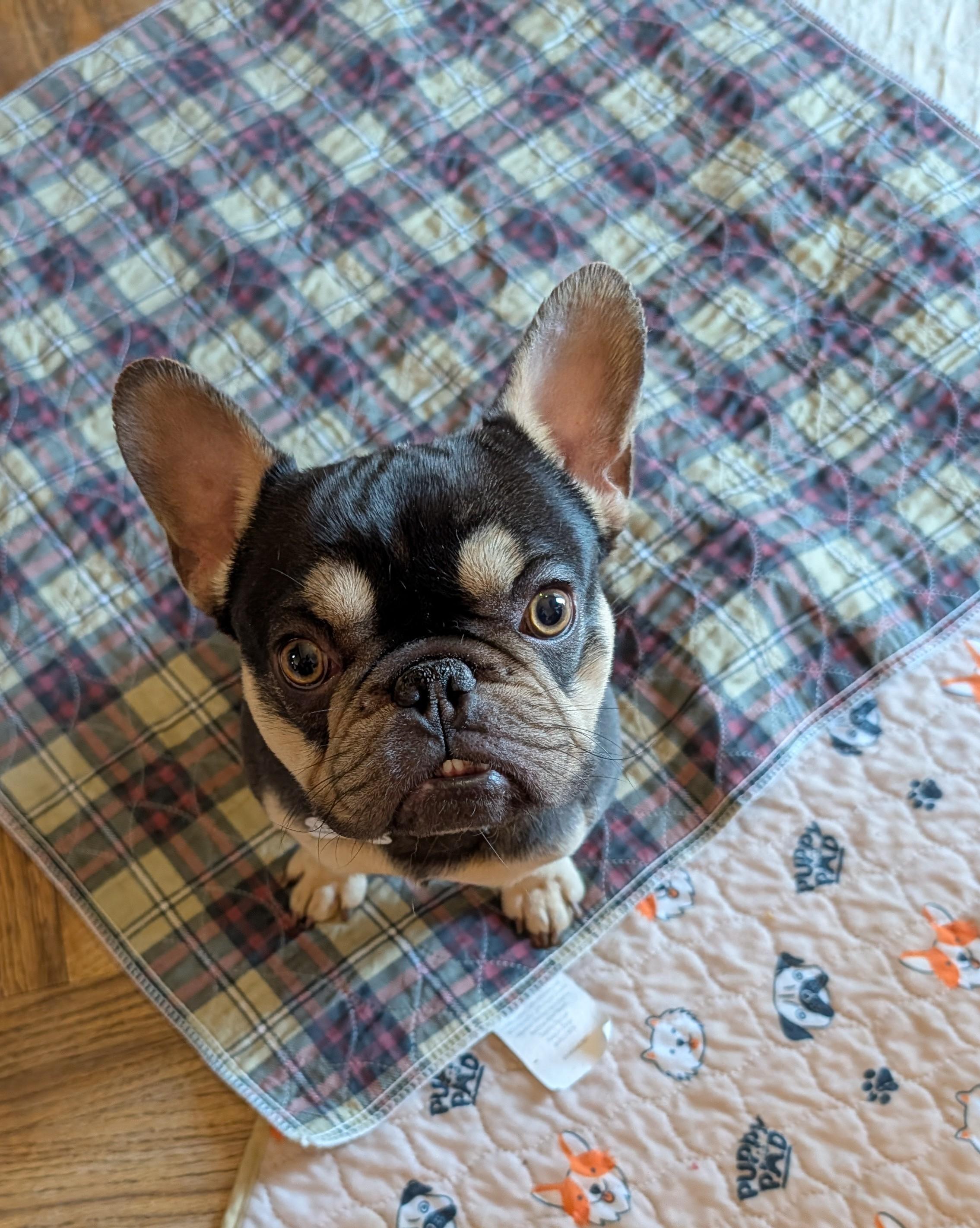 Murphy, ADOPTABLE, Young Male Pug & French Bulldog.