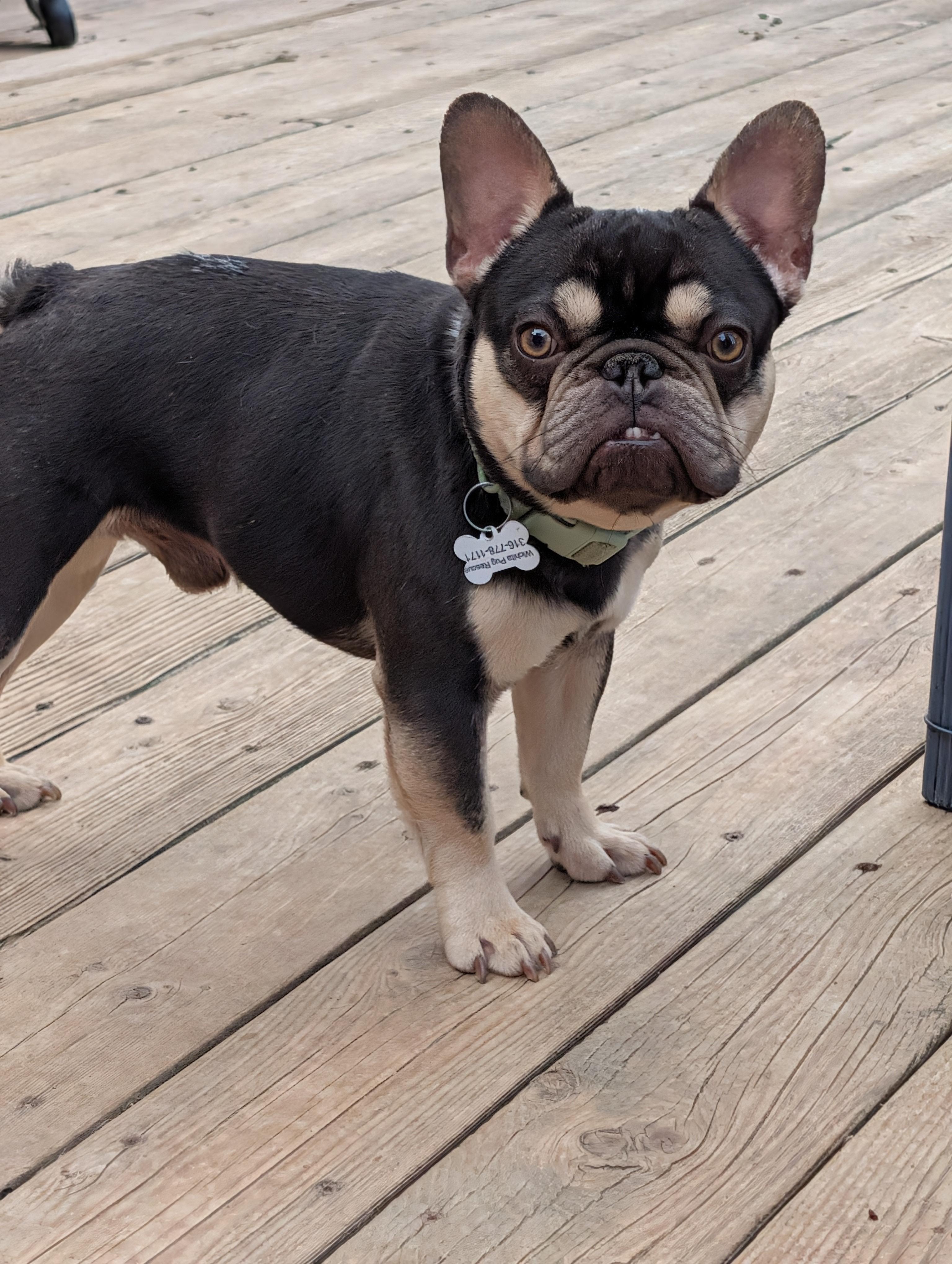 Murphy, a ADOPTABLE mixed breed in Benton, KS image 2/2