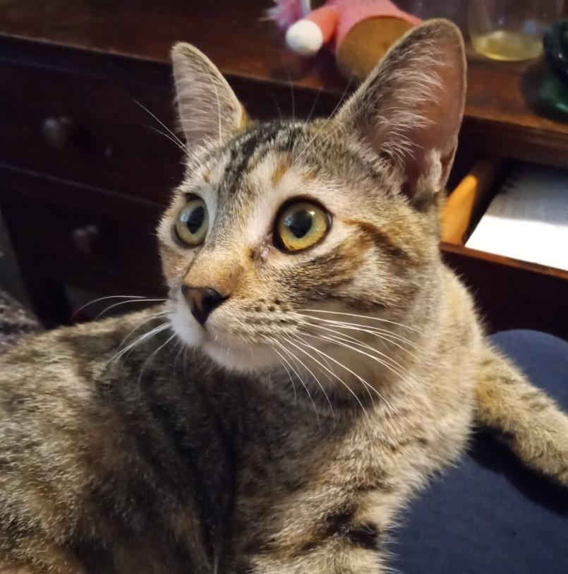 Enlarge Annie Oakley, a Adoptable mixed breed in Buhl, ID image 1/3