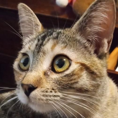 Enlarge Annie Oakley, a Adoptable mixed breed in Buhl, ID image 2/3