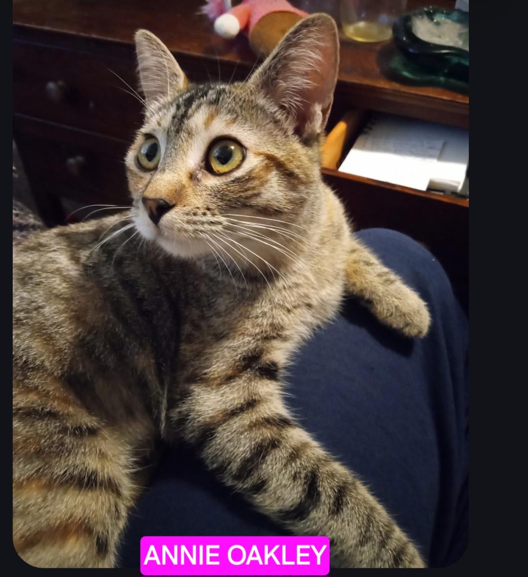 Enlarge Annie Oakley, a Adoptable mixed breed in Buhl, ID image 3/3