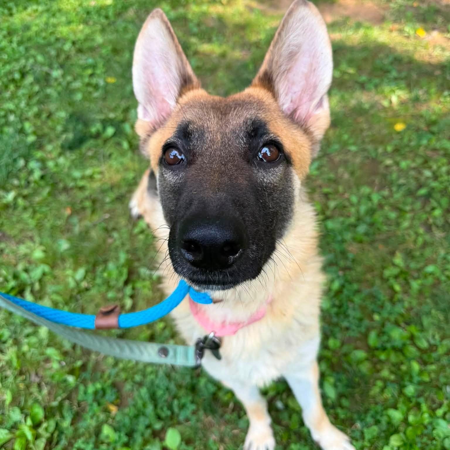 Cersei, an adopted mixed breed in Phoenixville, PA image 1/4