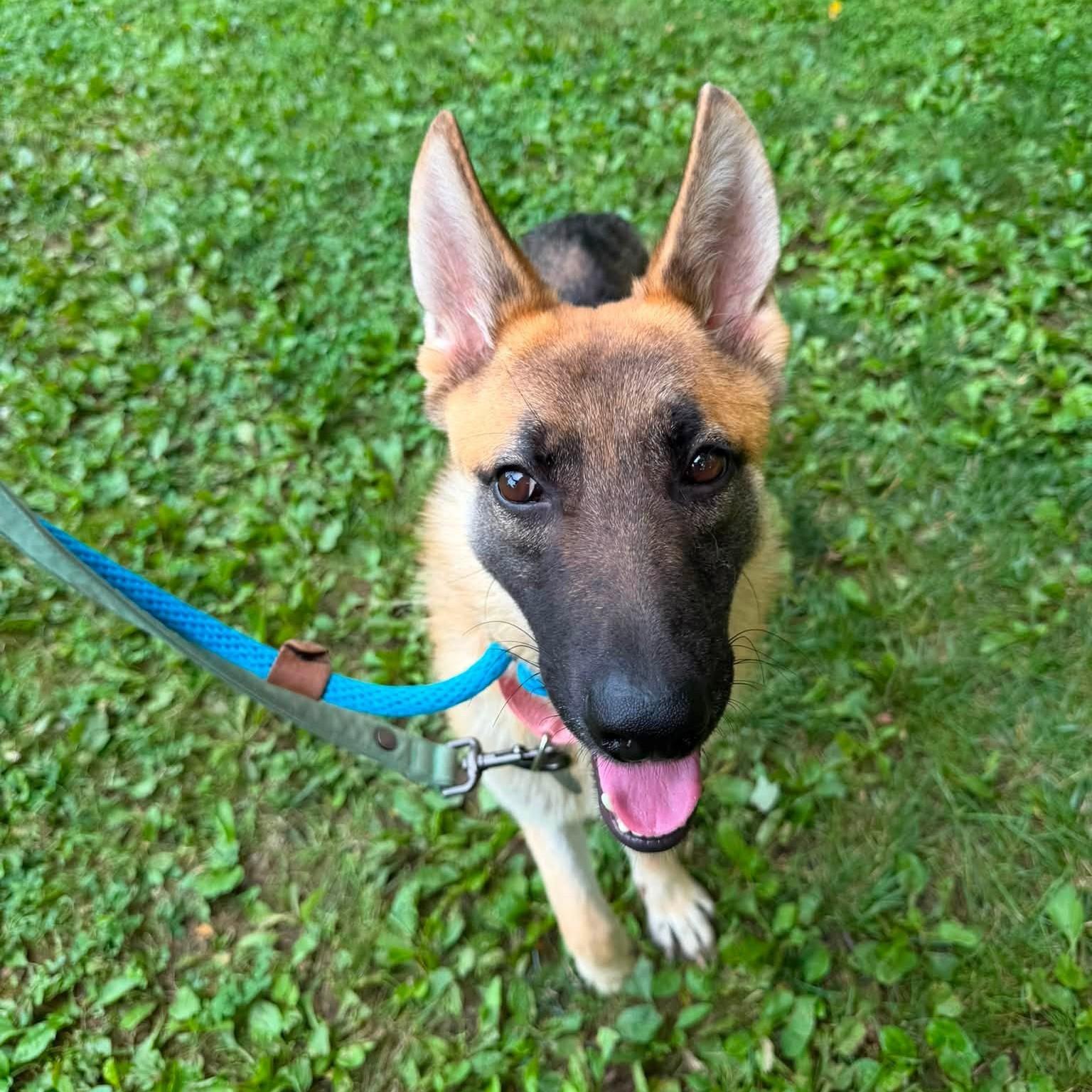 Cersei, an adopted mixed breed in Phoenixville, PA image 2/4