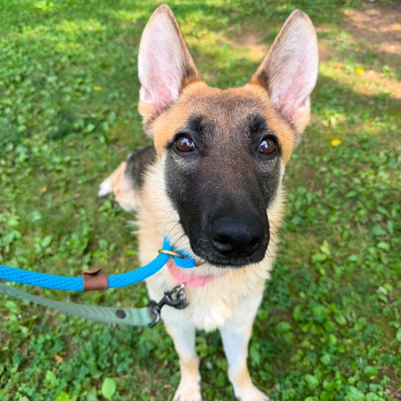 Cersei, an adopted mixed breed in Phoenixville, PA image 4/4