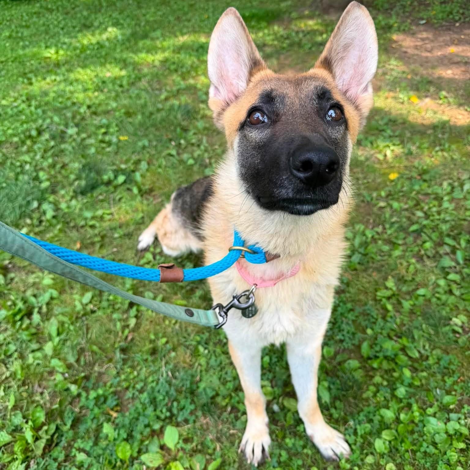 Cersei, an adopted mixed breed in Phoenixville, PA image 3/4