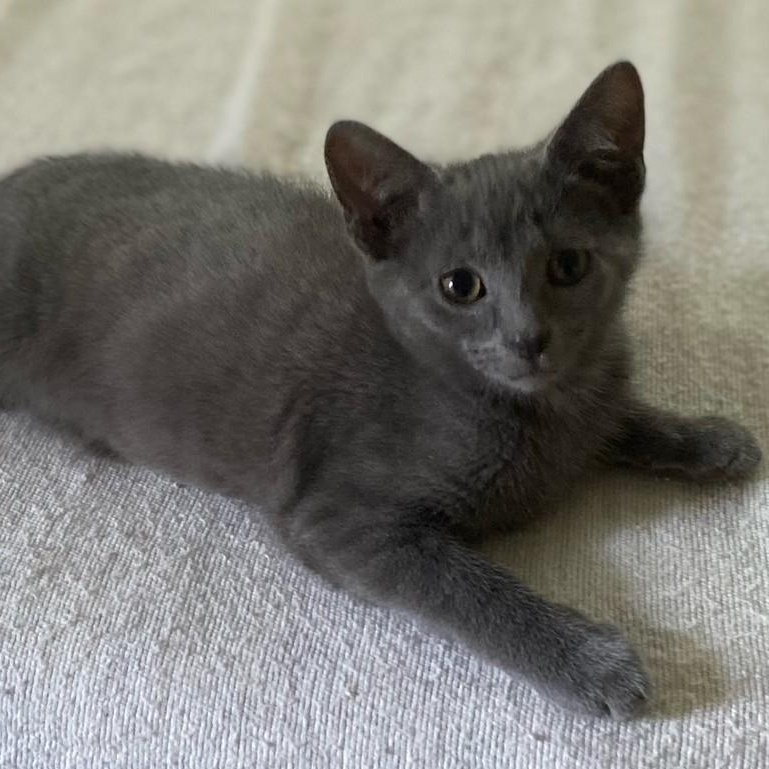 Goose, ADOPTABLE, Kitten Male Domestic Short Hair.