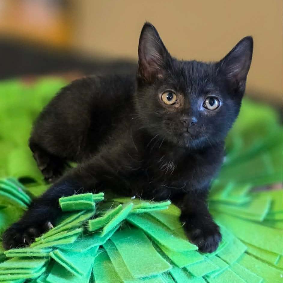 Cherry Pie, Adoptable, Kitten Female Domestic Short Hair & Domestic Short Hair.
