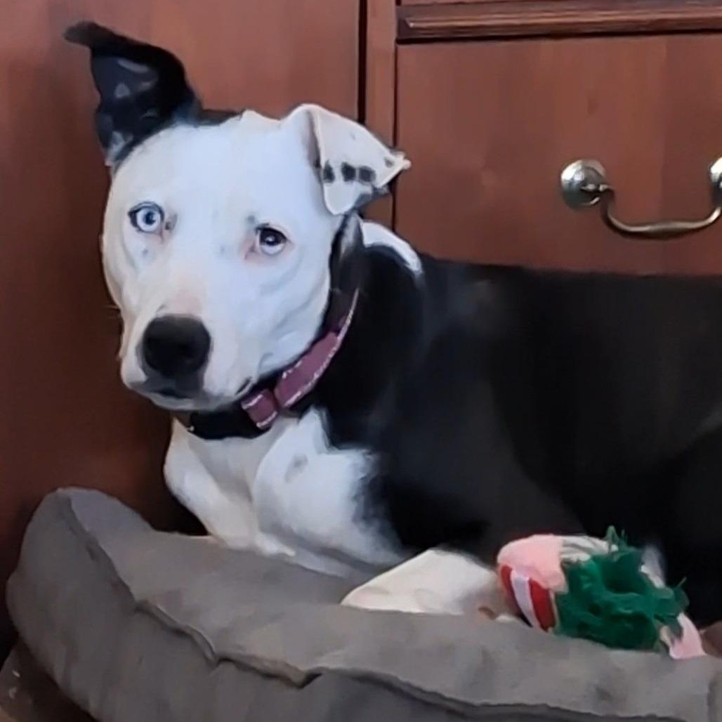 Debbie, Adoptable, Adult Female Terrier.