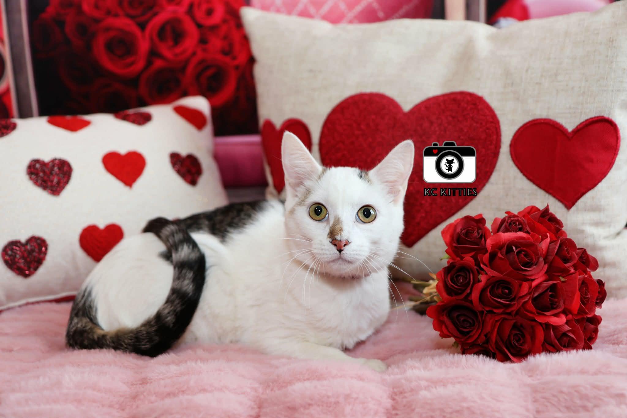 Roan, ADOPTABLE, Kitten Female Domestic Short Hair.