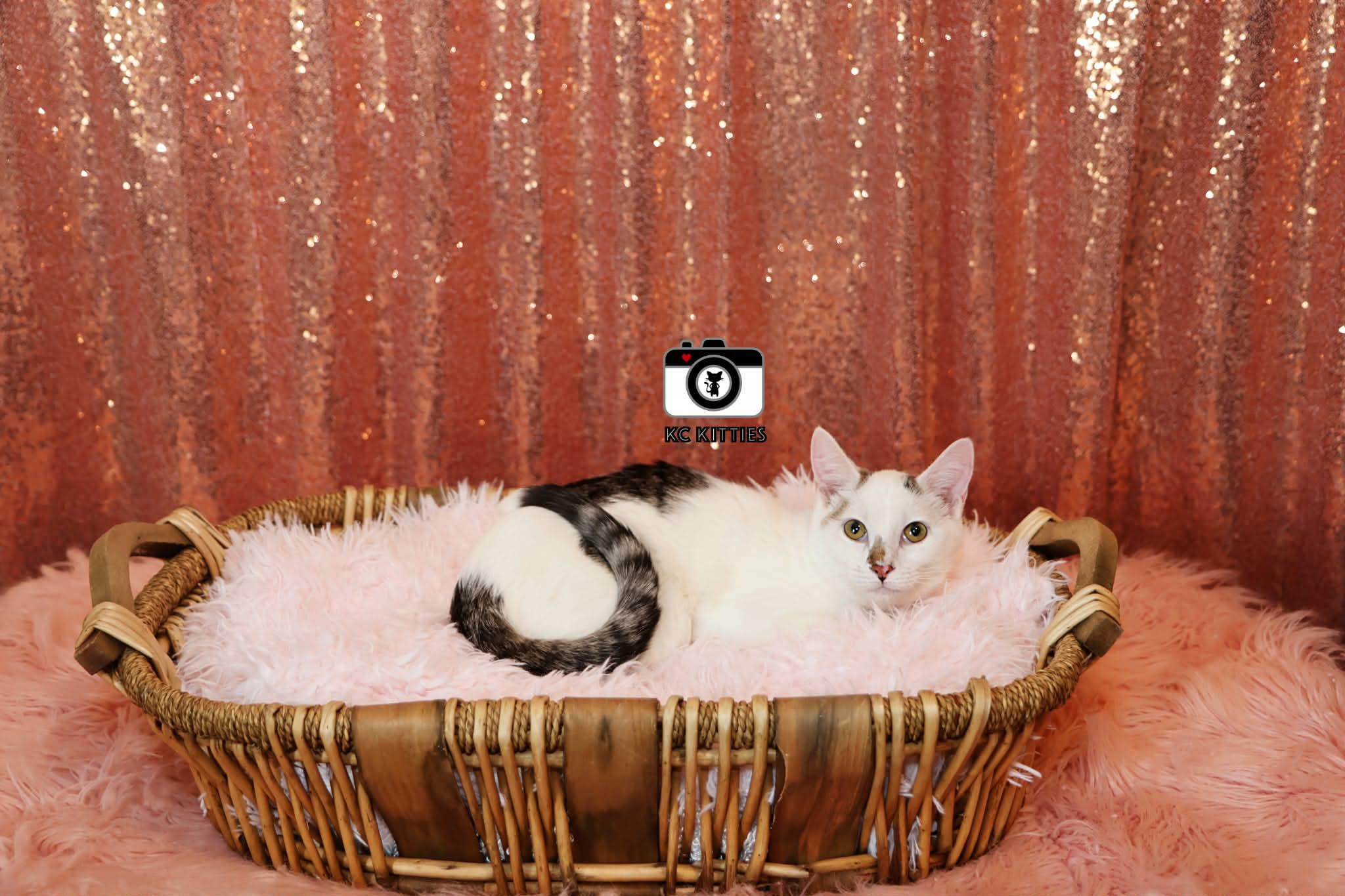 Enlarge Roan, a ADOPTABLE Domestic Short Hair in Overland Park, KS image 2/2