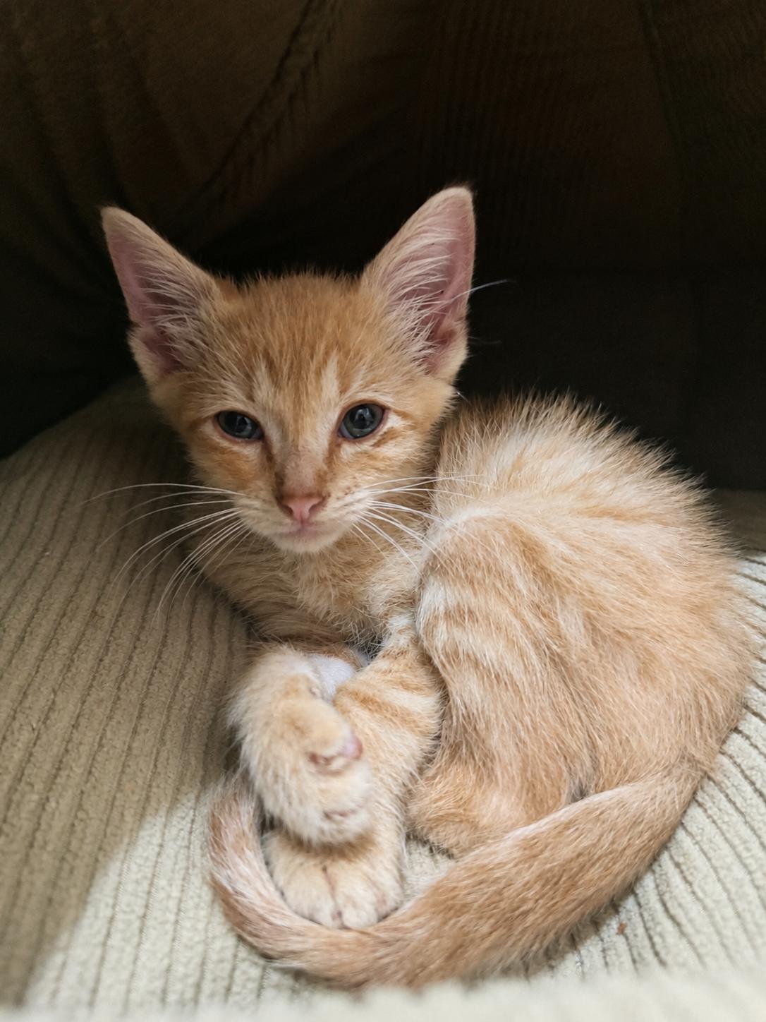 Enlarge Max, a Adoptable American Shorthair in Paulina, LA image 1/1
