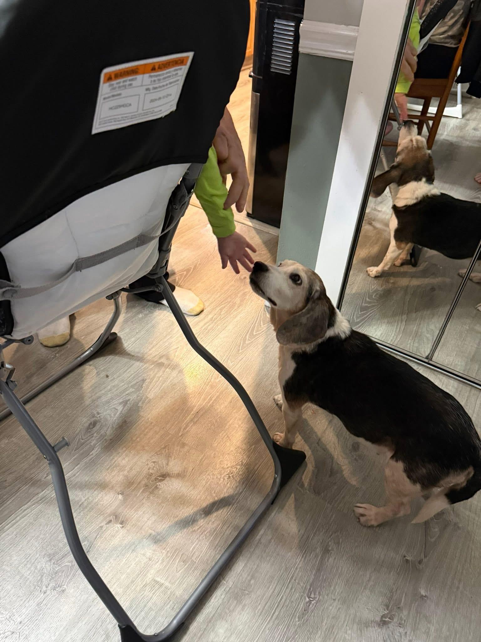 Enlarge Spice , a ADOPTABLE mixed breed in Succasunna, NJ image 3/5