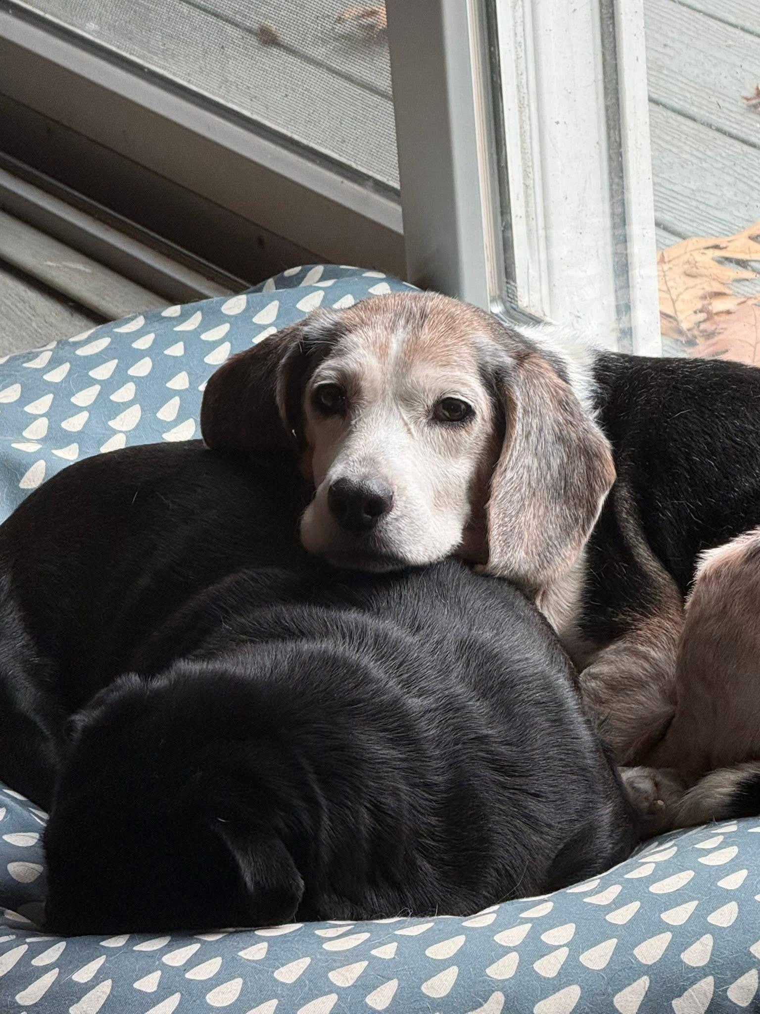 Enlarge Spice , a ADOPTABLE mixed breed in Succasunna, NJ image 5/5