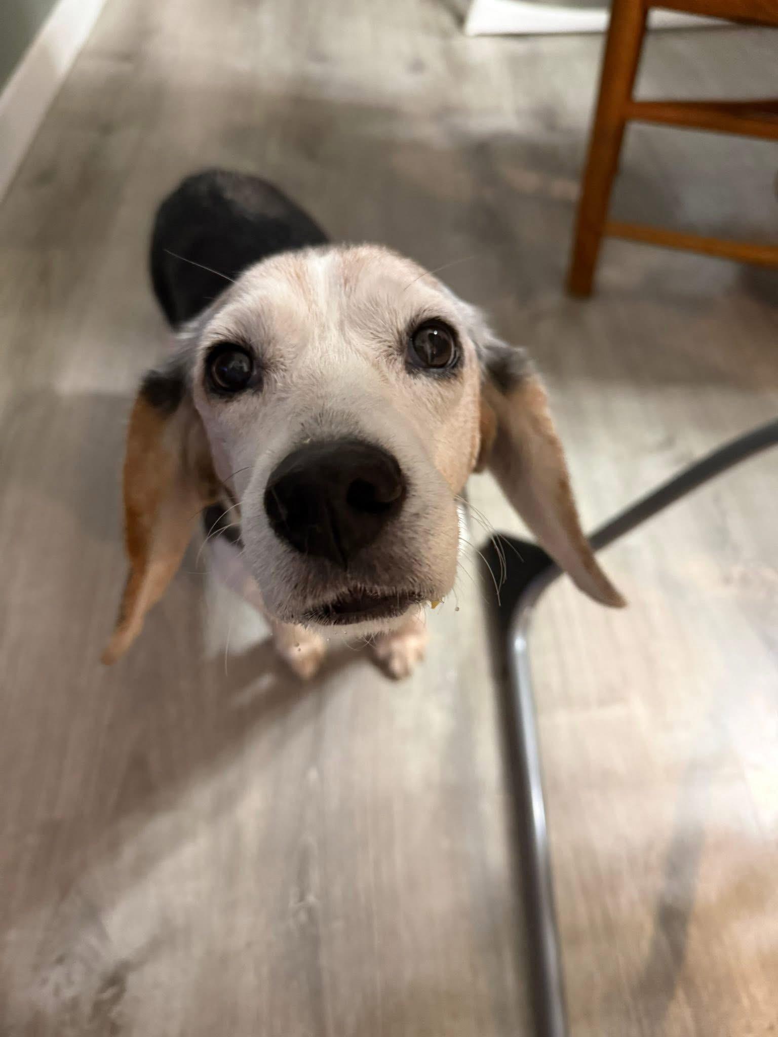 Spice , ADOPTABLE, Senior Female Beagle.
