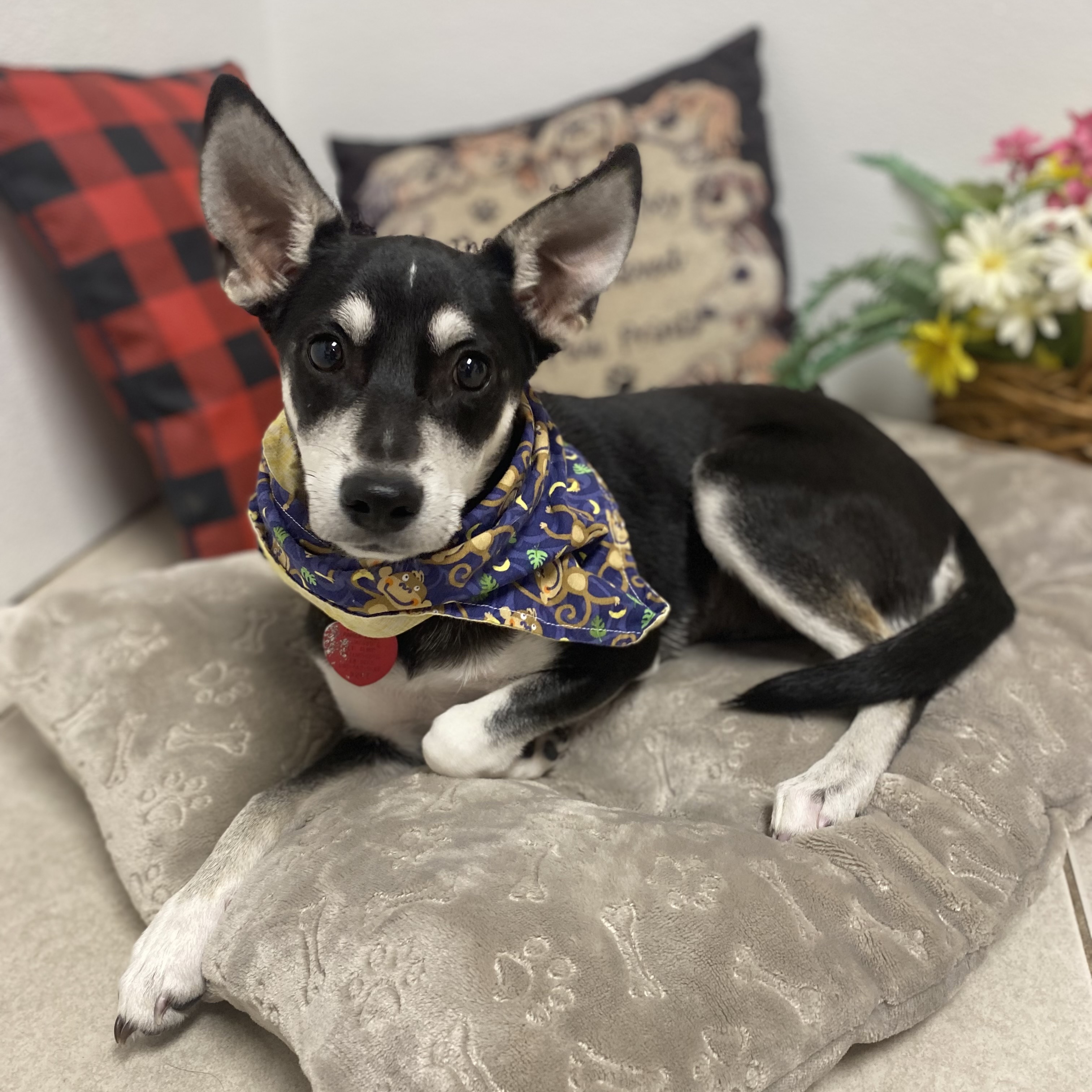 Dog for adoption Azaria, a Mixed Breed in Elyria, OH Petfinder